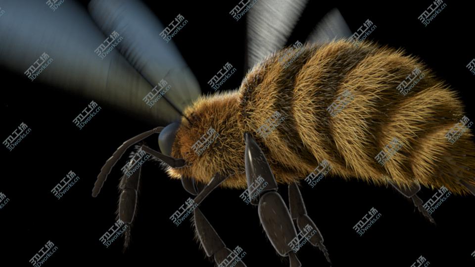 images/goods_img/20210313/Animated Bee for Cinema 4D/2.jpg